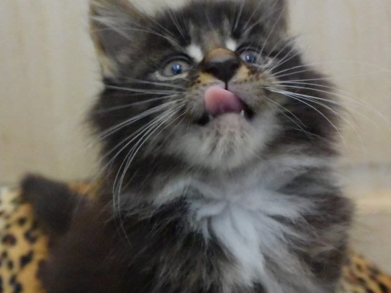 Rahan - chatterie moonwalk