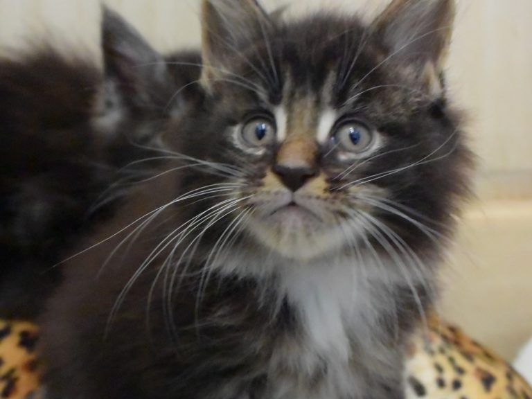 Rahan - chatterie moonwalk