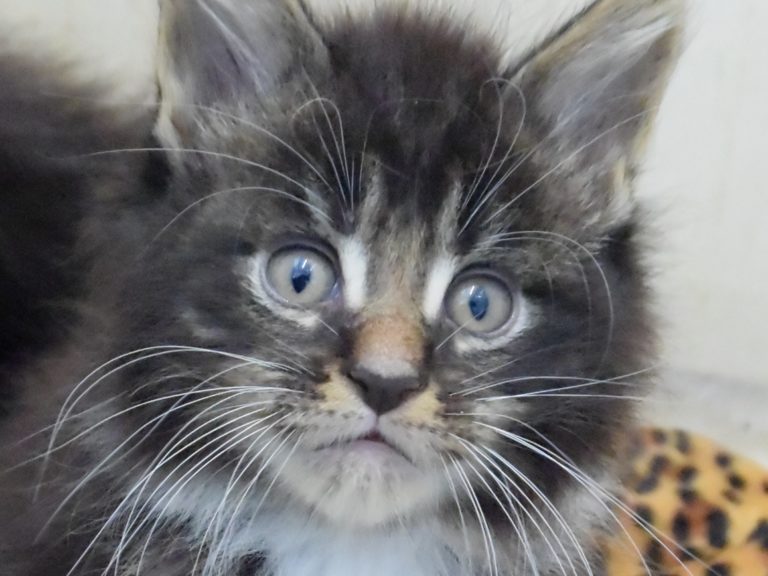 Rahan - chatterie moonwalk