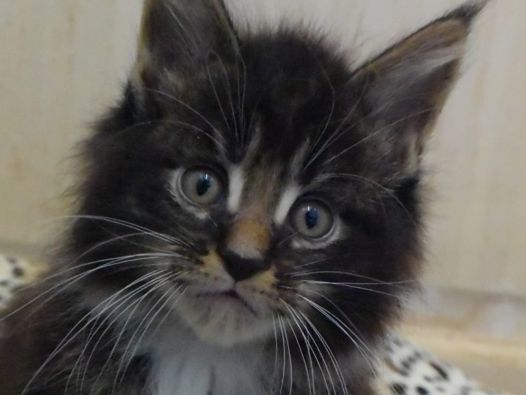 Rahan - chatterie moonwalk