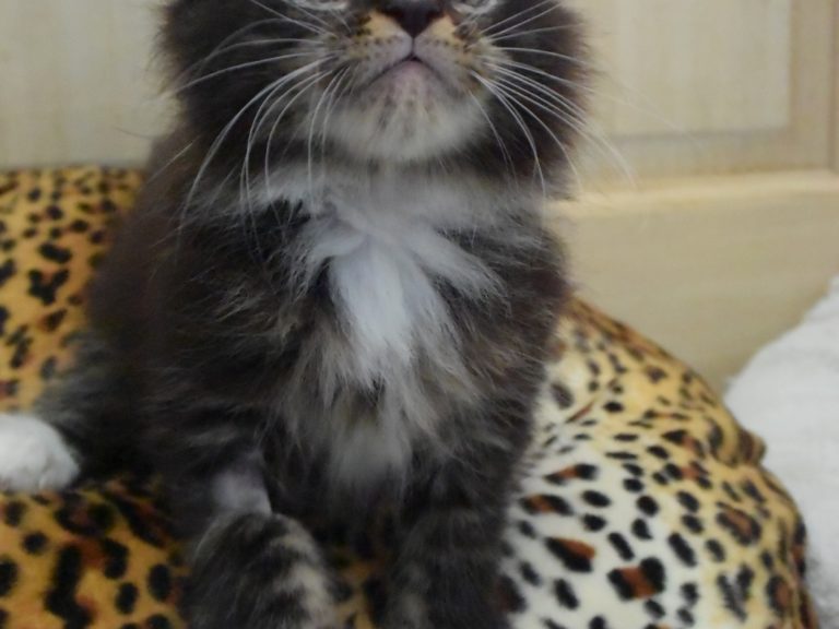 Rahan - chatterie moonwalk