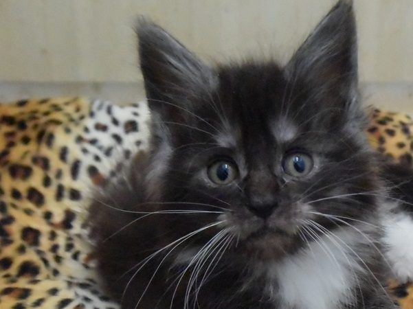 Rams-chatterie-moonwalk