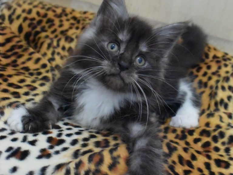 Rams-chatterie-moonwalk