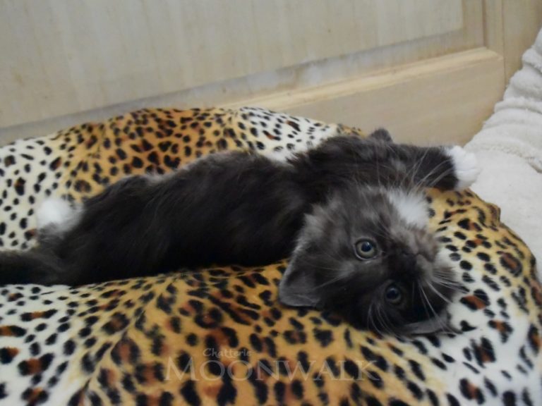 Rams-chatterie-moonwalk