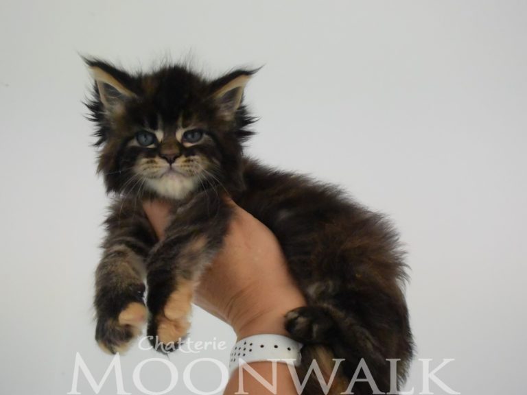 Moonwalk Ourouk - Femelle Maine coon - brown tortie tabby-Chatterie Moonwalk