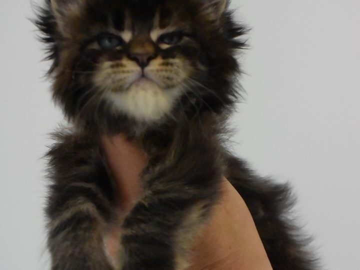 Moonwalk Ourouk - Femelle Maine coon - brown tortie tabby-Chatterie Moonwalk So cute bébé Ourouk