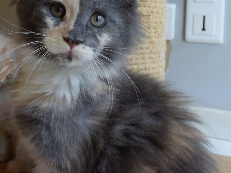 Rosalie chaton maine coon, Bleu tortie smoke et blanc red blotched tabby-chatterie moonwalk