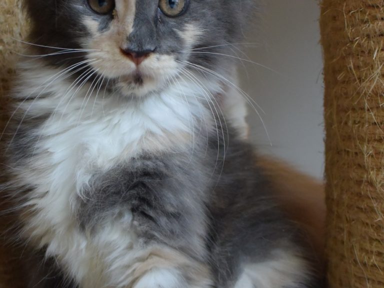 Rosalie chaton maine coon, Bleu tortie smoke et blanc red blotched tabby-chatterie moonwalk
