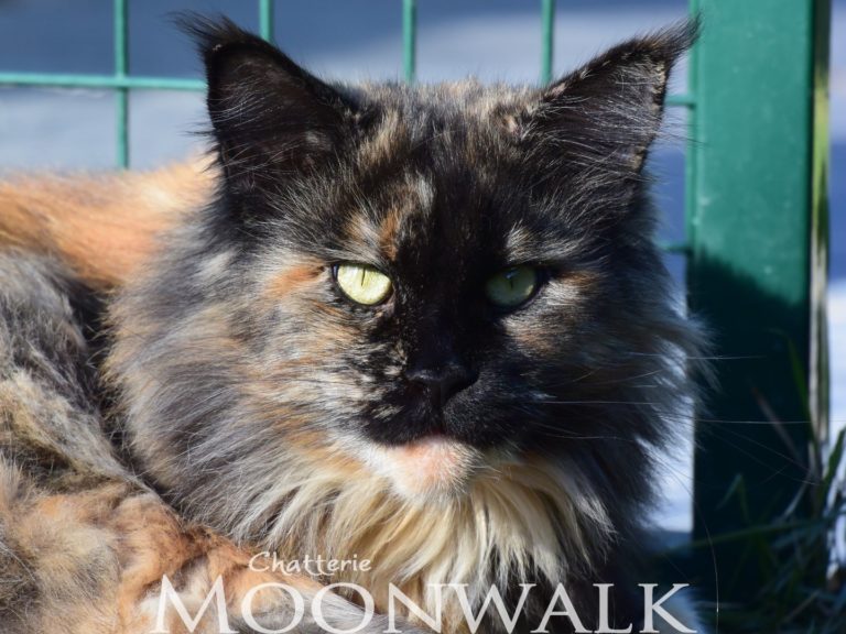 Moonwalk Lisa Blues -femelle maine coon-Brown tortie blotched tabby-chatterie Moonwalk