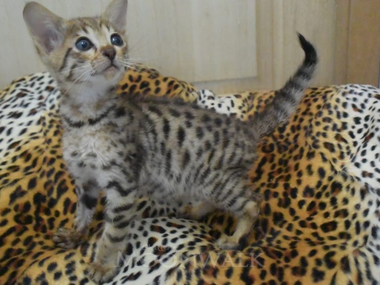 Rebelle de la savane chaton savannah F4-chatterie-moonwalk