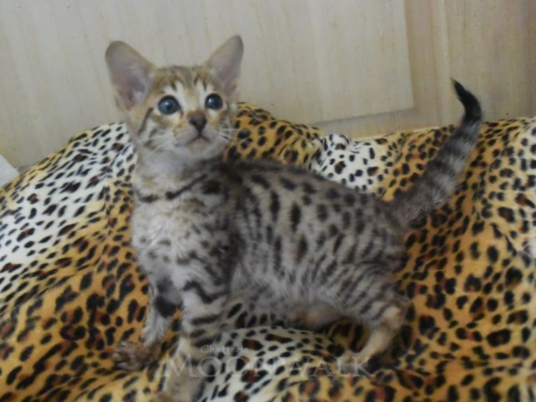 Rebelle de la savane chaton savannah F4-chatterie-moonwalk