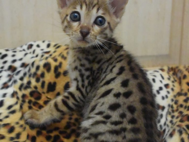 Rebelle de la savane chaton savannah F4-chatterie-moonwalk