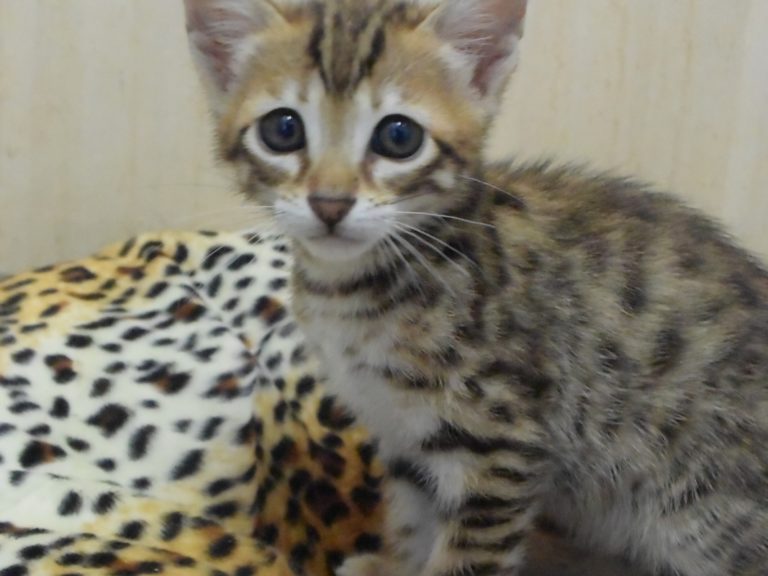 Rose-chatterie-moonwalk