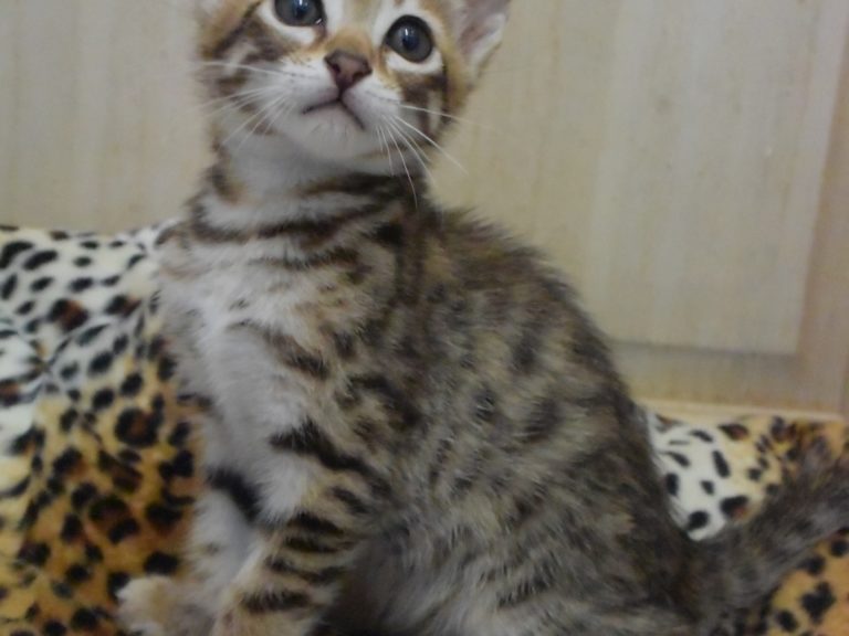 Rose-chatterie-moonwalk