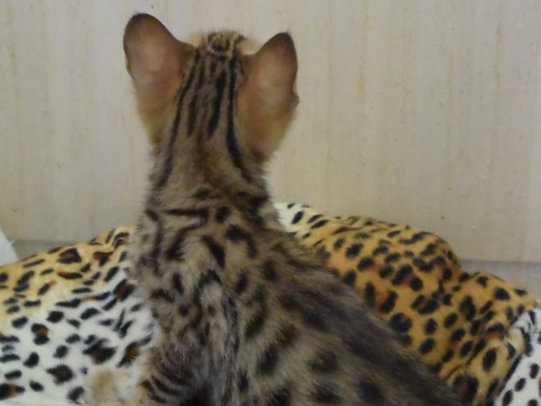 Rose-chatterie-moonwalk