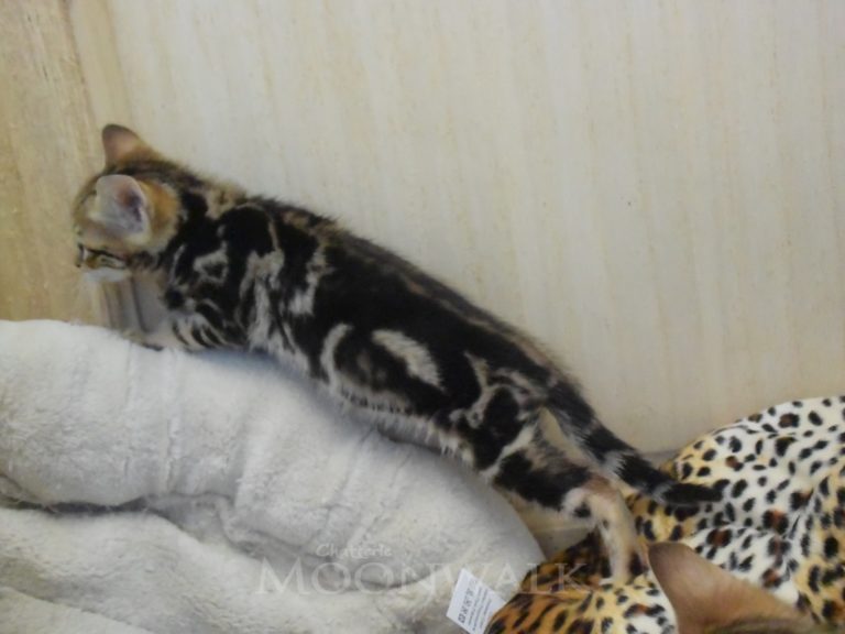 Real star light chaton savannah F4-chatterie-moonwalk