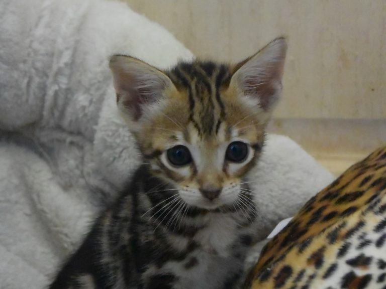 Real star light chaton savannah F4-chatterie-moonwalk