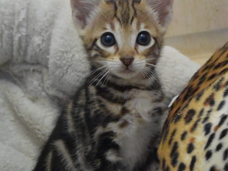 Real star light chaton savannah F4-chatterie-moonwalk