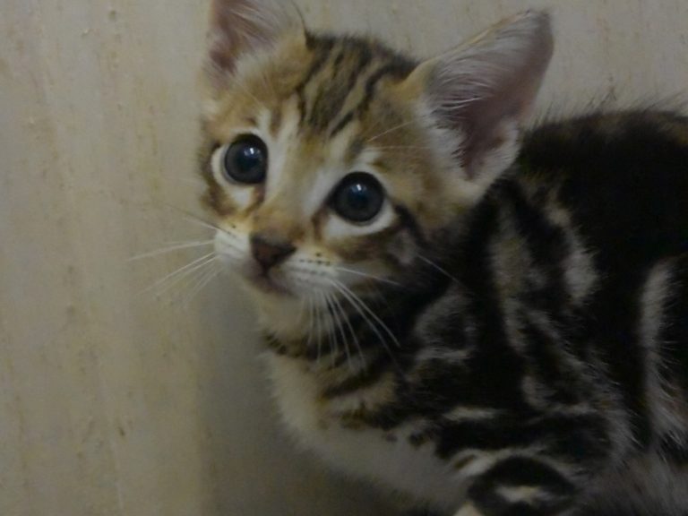 Real star light chaton savannah F4-chatterie-moonwalk