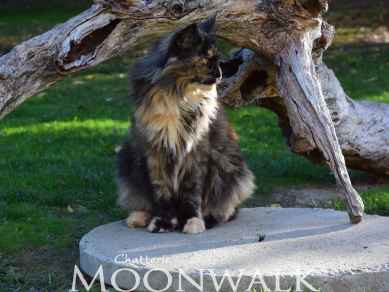Moonwalk Lisa Blues -femelle maine coon-Brown tortie blotched tabby-chatterie Moonwalk