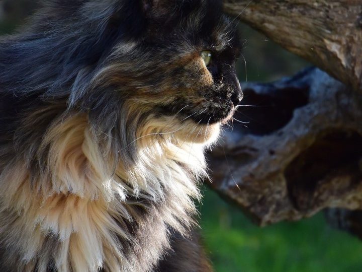 Moonwalk Lisa Blues -femelle maine coon-Brown tortie blotched tabby-chatterie Moonwalk