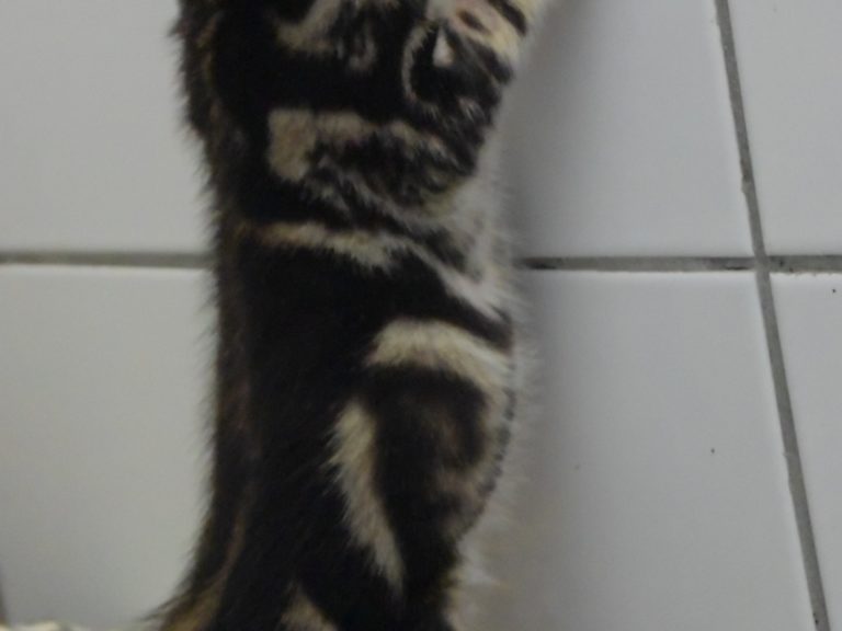 Real star light chaton savannah F4-chatterie-moonwalk