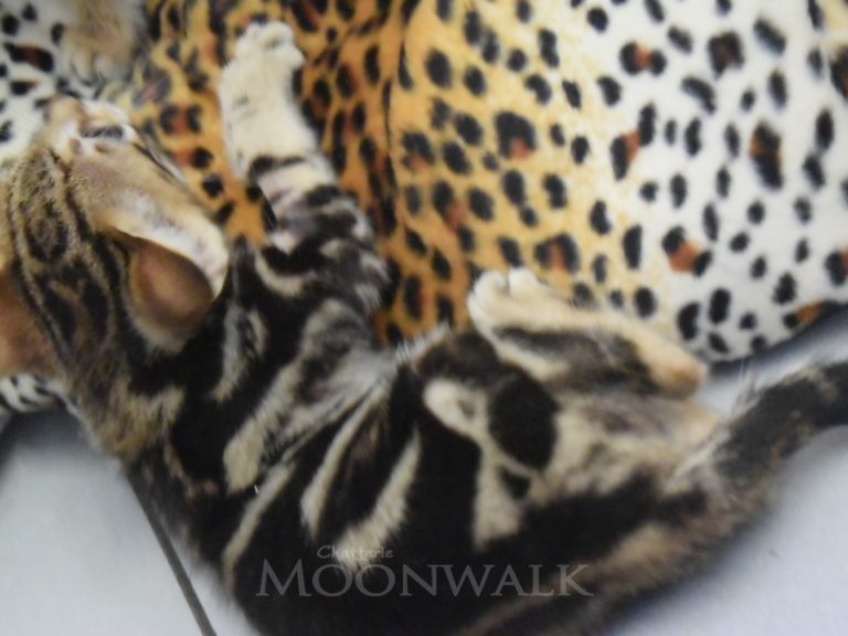 Real star light chaton savannah F4-chatterie-moonwalk