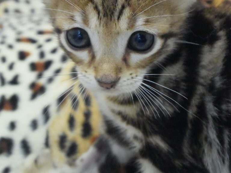 Real star light chaton savannah F4-chatterie-moonwalk