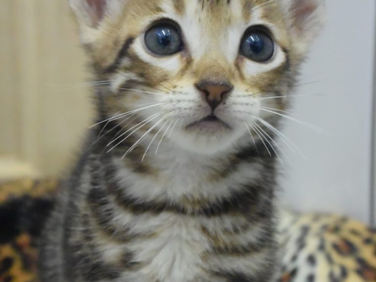 Real star light chaton savannah F4-chatterie-moonwalk