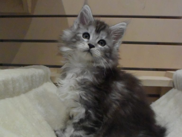 Moonwalk Rêve éveillé, femelle maine coon Black silver -chatteriemoonwalk