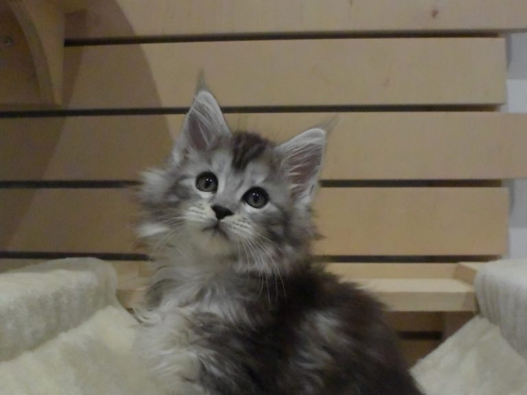 Moonwalk Rêve éveillé, femelle maine coon Black silver -chatteriemoonwalk