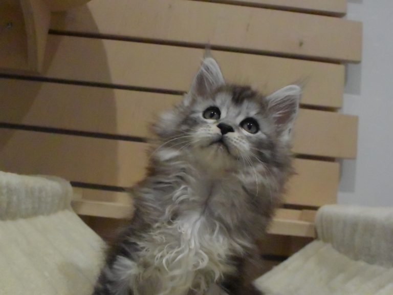 Moonwalk Rêve éveillé, femelle maine coon Black silver -chatteriemoonwalk