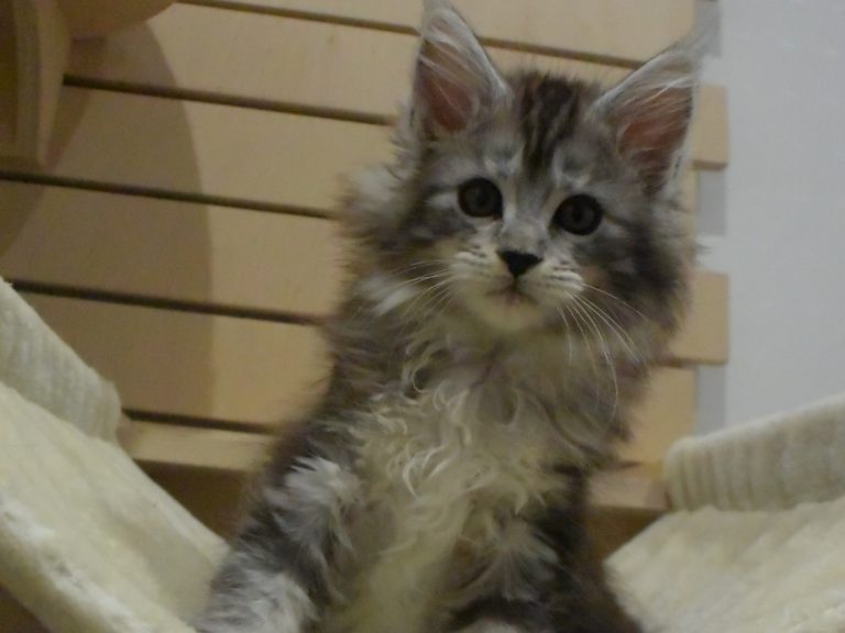 Moonwalk Rêve éveillé, femelle maine coon Black silver -chatteriemoonwalk