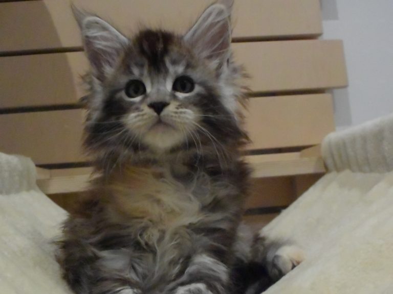 Moonwalk Raku, femelle maine coon Black silver tortie-