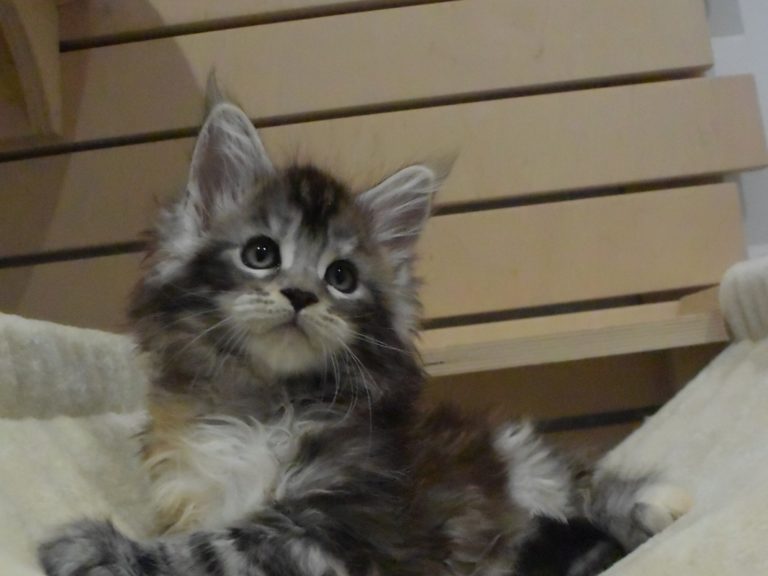 Moonwalk Raku, femelle maine coon Black silver tortie-