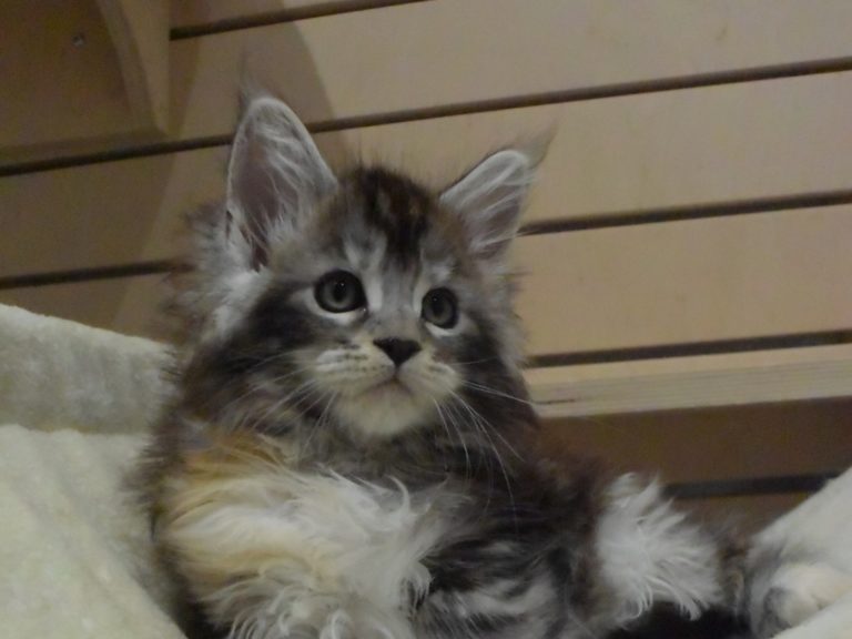 Moonwalk Raku, femelle maine coon Black silver tortie-