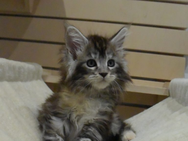 Moonwalk Raku, femelle maine coon Black silver tortie-
