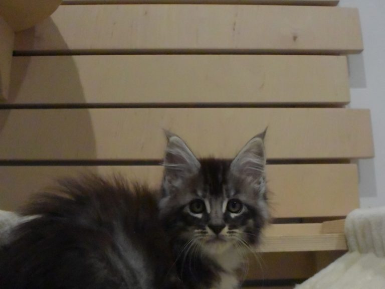 romeo chatterie-moonwalk