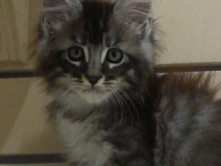 romeo chatterie-moonwalk