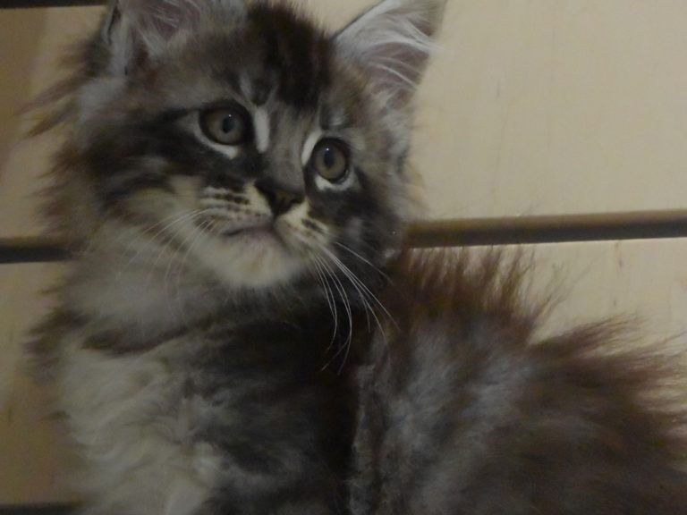 romeo chatterie-moonwalk