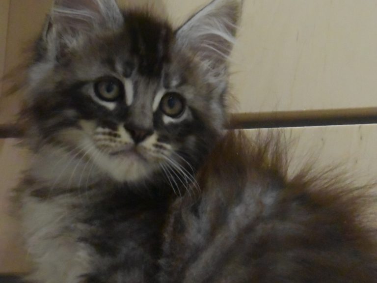 romeo chatterie-moonwalk