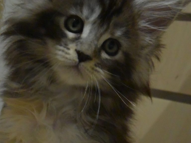 Moonwalk Raku, femelle maine coon Black silver tortie-