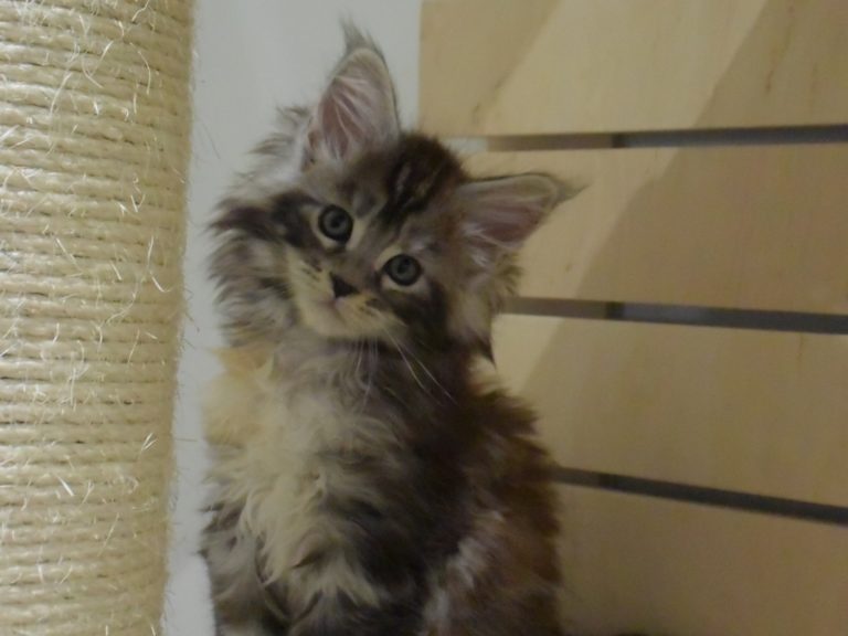 Moonwalk Raku, femelle maine coon Black silver tortie-