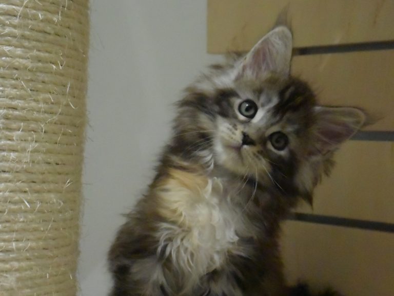 Moonwalk Raku, femelle maine coon Black silver tortie-
