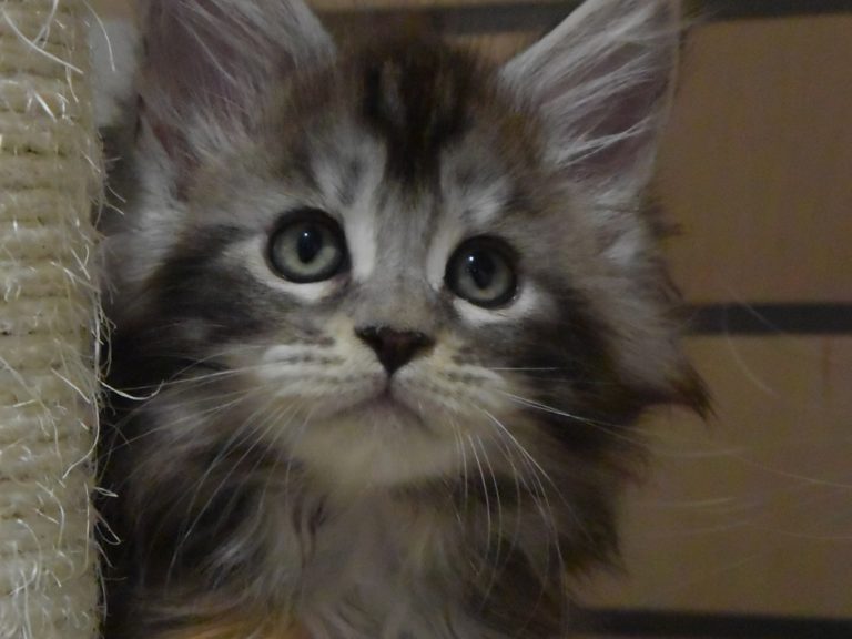 Moonwalk Raku, femelle maine coon Black silver tortie-