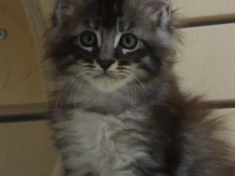 romeo chatterie-moonwalk