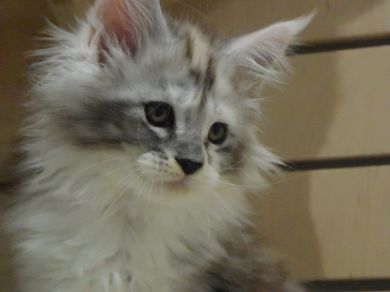 Rubicube-chatterie-moonwalk