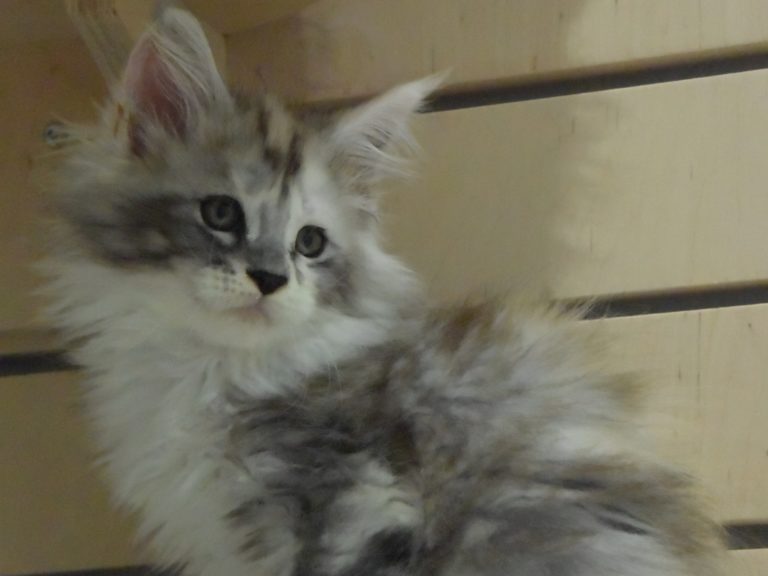 Rubicube-chatterie-moonwalk