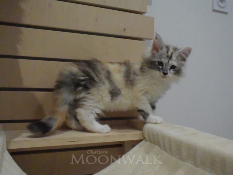 Rubicube-chatterie-moonwalk