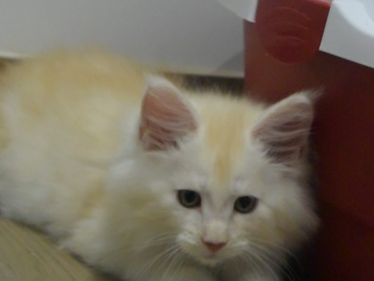 Moonwalk Red Bubbles, mâle maine coon red silver mackerel tabby-chatteriemoonwalk